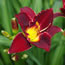 Hemerocallis Thornbird